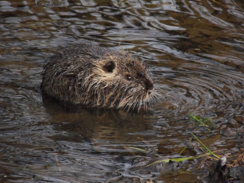 Vita da Nutria....